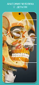 Anatomy Learning - Анатомия 3D - скриншот 1