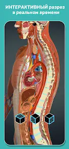Anatomy Learning - Анатомия 3D - скриншот 4