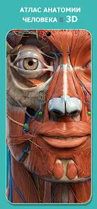 Anatomy Learning - Анатомия 3D - скриншот 7