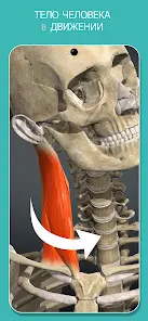 Anatomy Learning - Анатомия 3D - скриншот 3