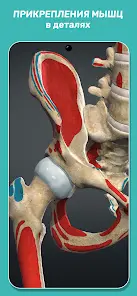 Anatomy Learning - Анатомия 3D - скриншот 6