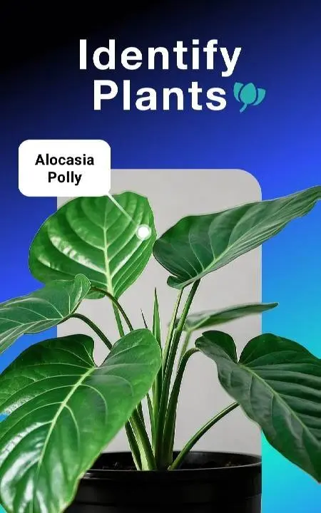 All Scanner: Scan & Identify - скриншот 2