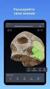 VOKA 3D Анатомия человека - скриншот 10
