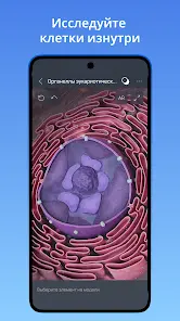 VOKA 3D Анатомия человека - скриншот 3
