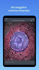 VOKA 3D Анатомия человека - скриншот 11