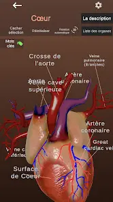 Internal Organs in 3D Anatomy - скриншот 4