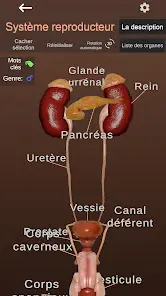 Internal Organs in 3D Anatomy - скриншот 6