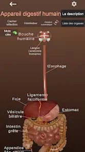 Internal Organs in 3D Anatomy - скриншот 1