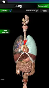 Internal Organs in 3D Anatomy - скриншот 9
