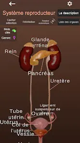 Internal Organs in 3D Anatomy - скриншот 5