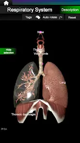 Internal Organs in 3D Anatomy - скриншот 11