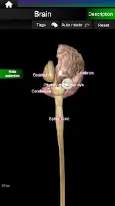 Internal Organs in 3D Anatomy - скриншот 12