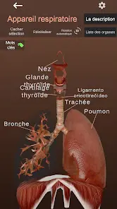 Internal Organs in 3D Anatomy - скриншот 2