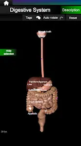 Internal Organs in 3D Anatomy - скриншот 10