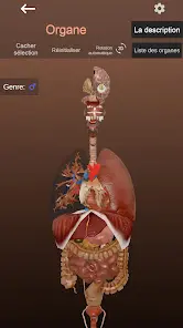 Internal Organs in 3D Anatomy - скриншот 3