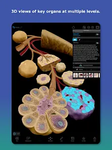Human Anatomy Atlas 2027 - скриншот 6
