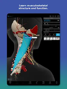 Human Anatomy Atlas 2027 - скриншот 7